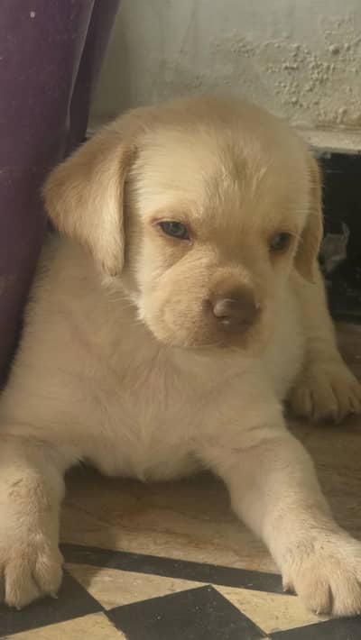 Labrador Female Puppy | Health Friendly & Playful |