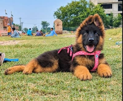 GSD puppy for German Shepherd Puppy Long Coat Black Mask