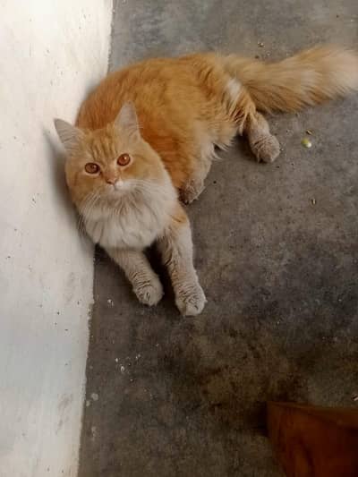 pure Persian female cat available in cheap price