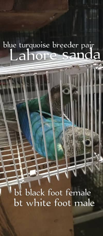 blue turquoise breeder pair