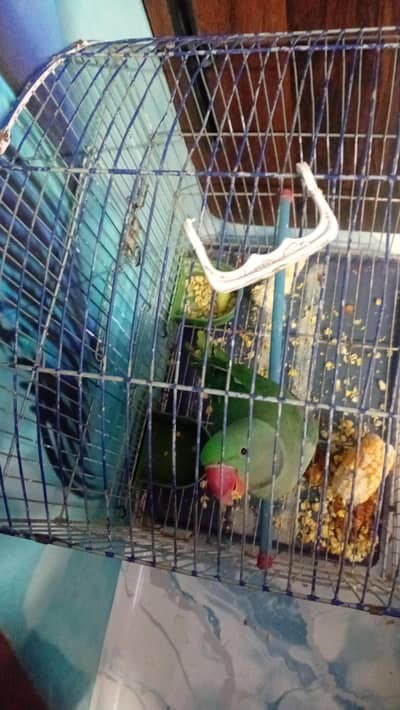 pahari parrot hai