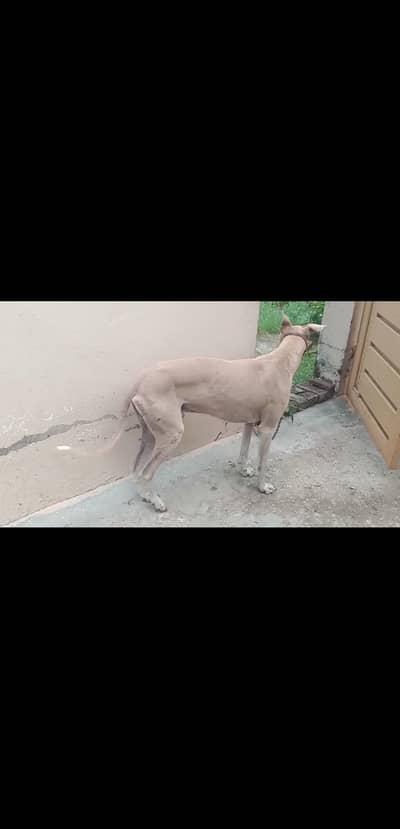 Tazi Gultair Dog