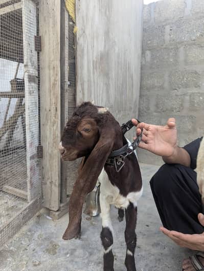 bakra or path