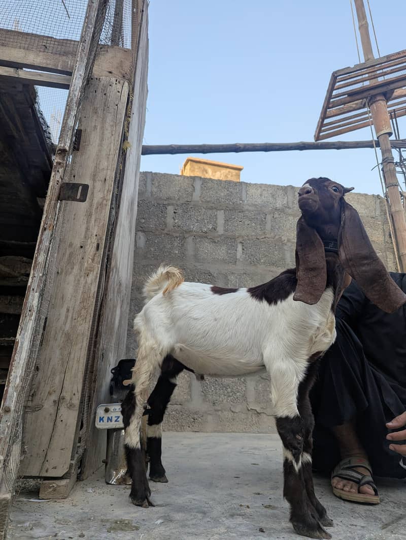 bakra or path 1