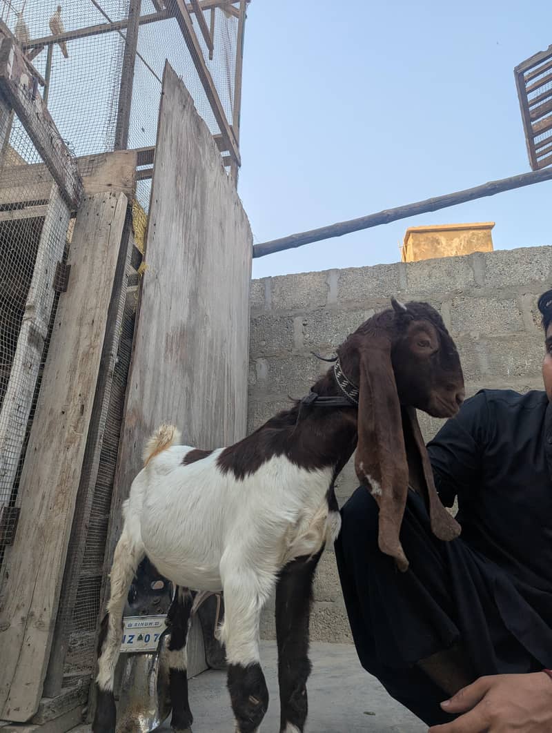 bakra or path 2