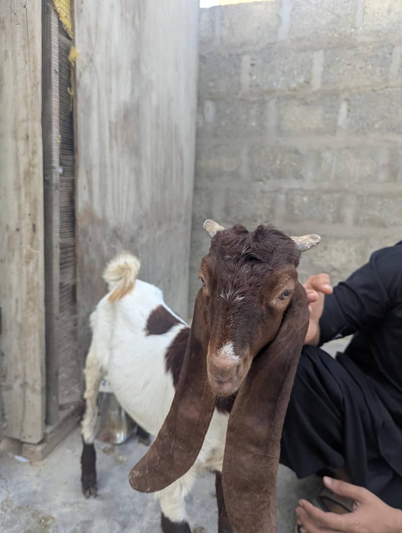 bakra or path 3