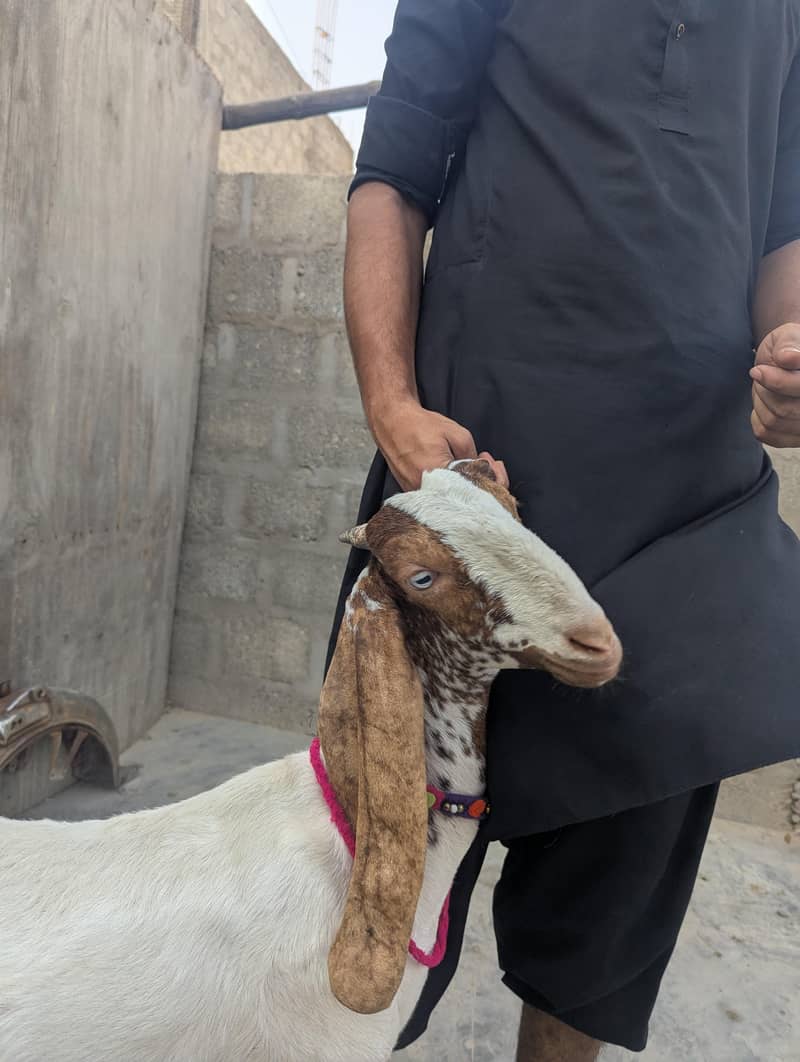bakra or path 4