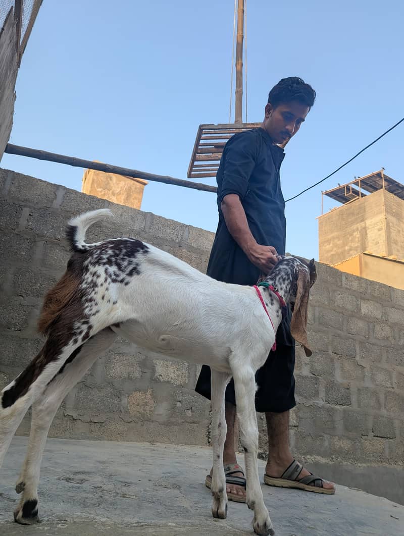 bakra or path 5