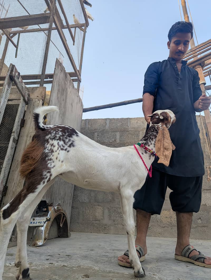 bakra or path 6
