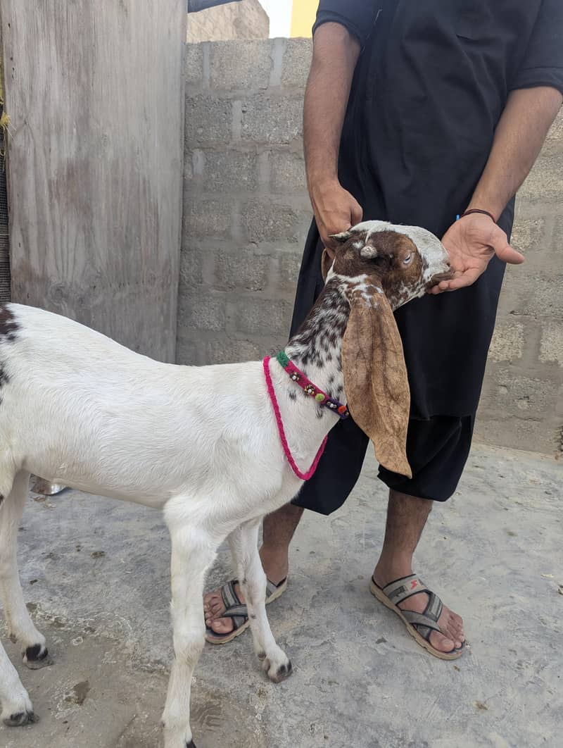 bakra or path 7