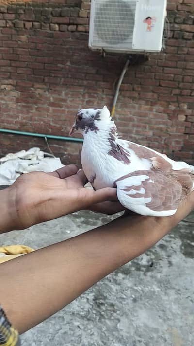 sherazi
