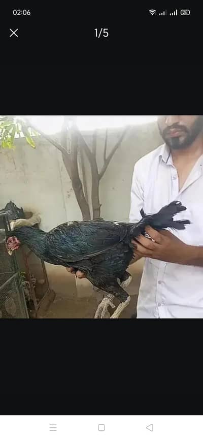 Thai parrot beak female
