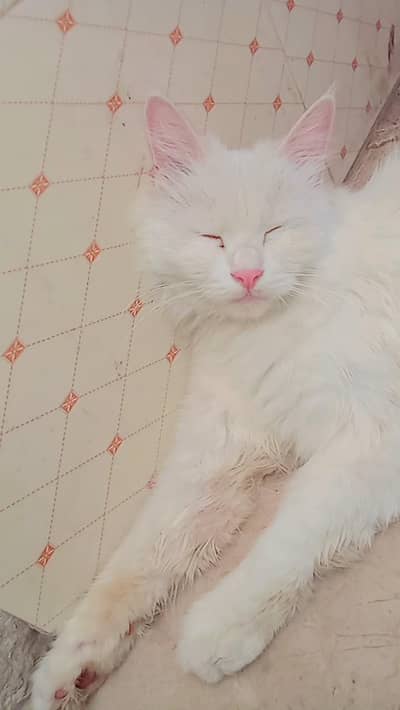 female cat Persian white colour| with 4 kittens.