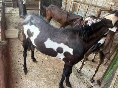 TOP QUALITY AMRITSARI BREEDER PAIR