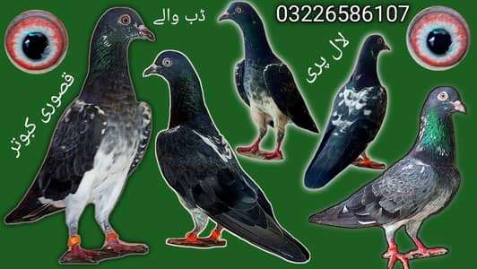 KASURI BREED PIGEONS 03126586107