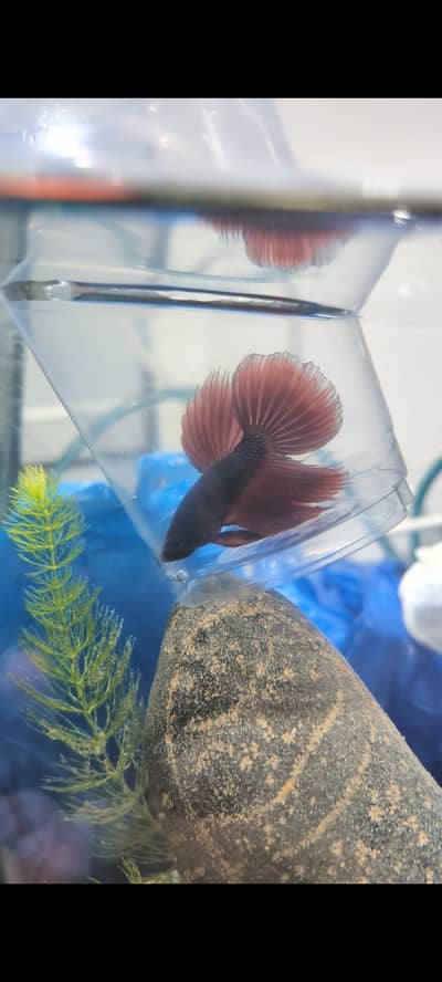 Fishes for planted aquariums.