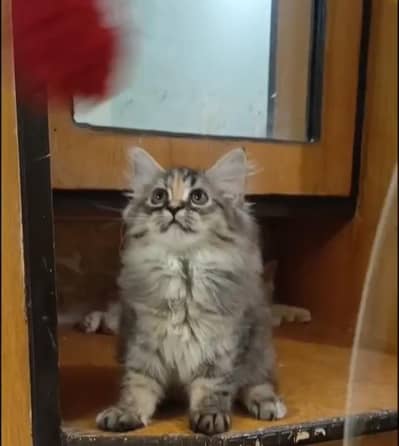 persian kitten /brown/fawn/calico  female /triple coat/ kitten