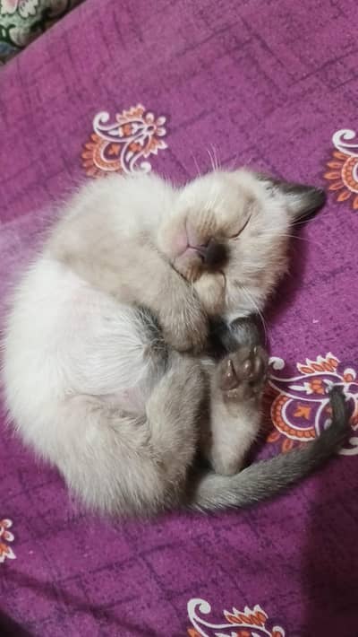 pure Siamese kitten