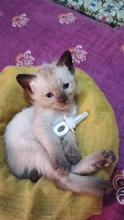 pure Siamese kitten