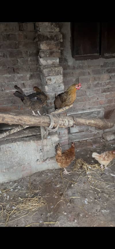 Desi Hen
