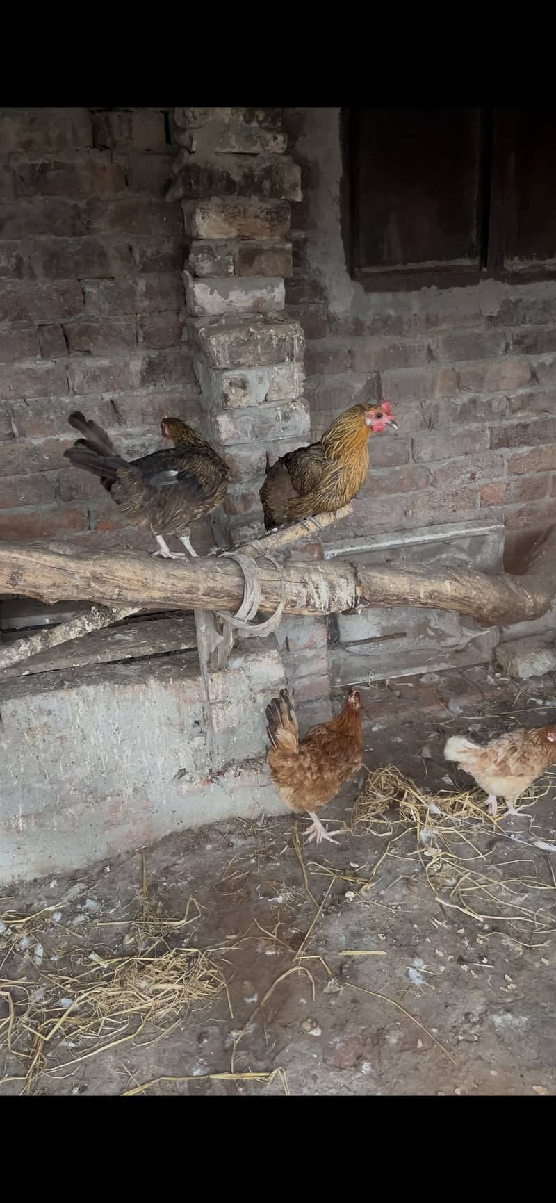 Desi Hen 0