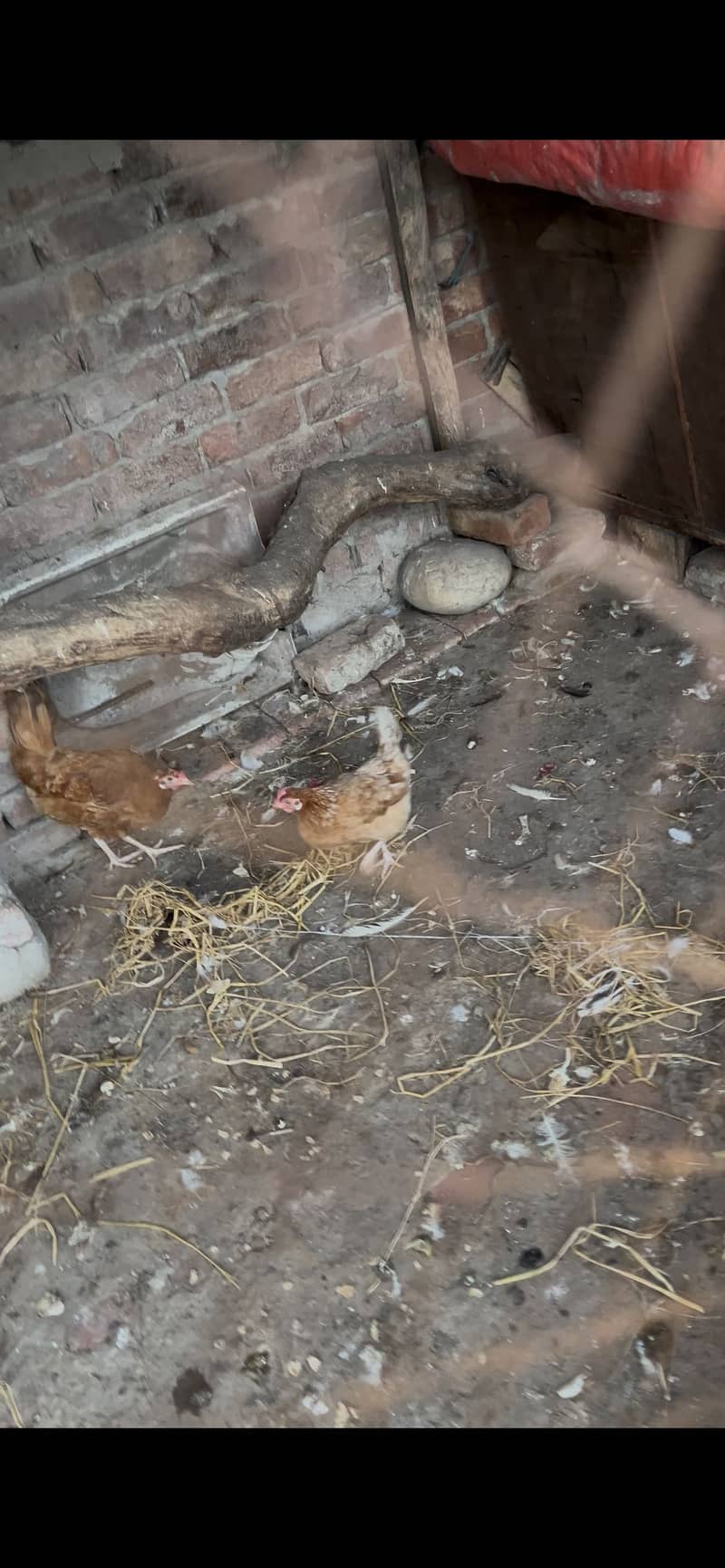 Desi Hen 1