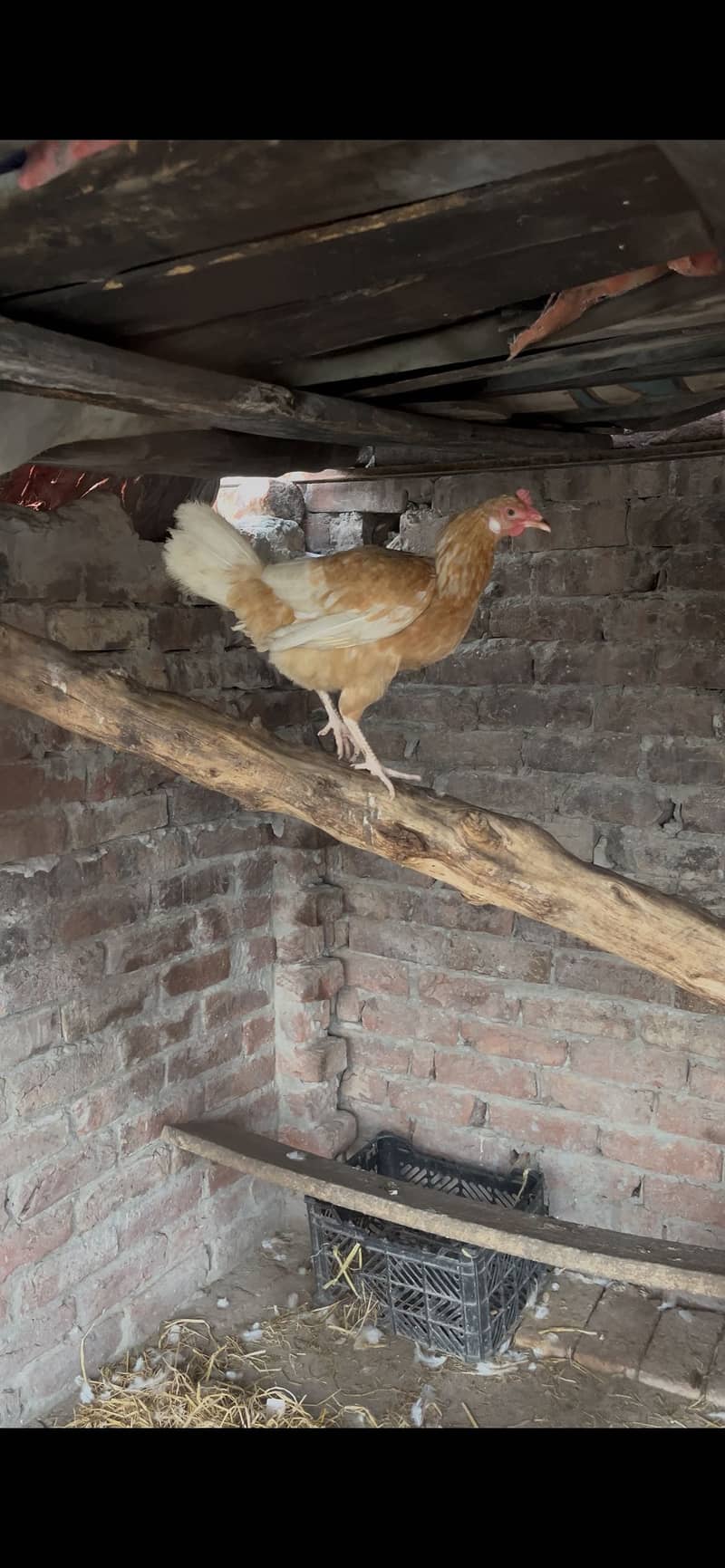 Desi Hen 2