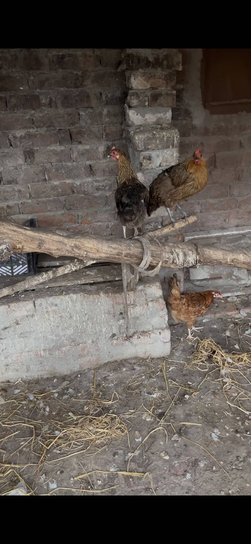 Desi Hen 3