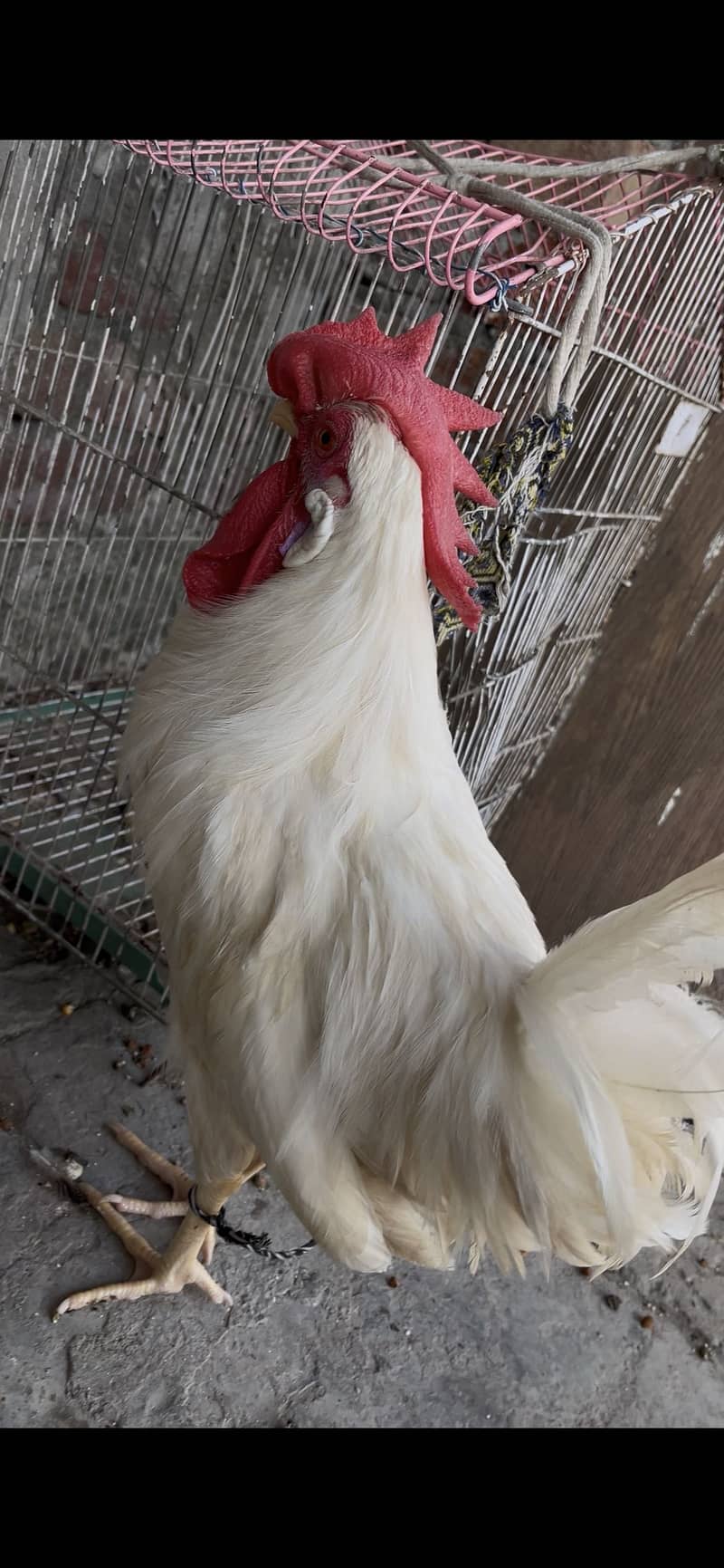 Desi Hen 4