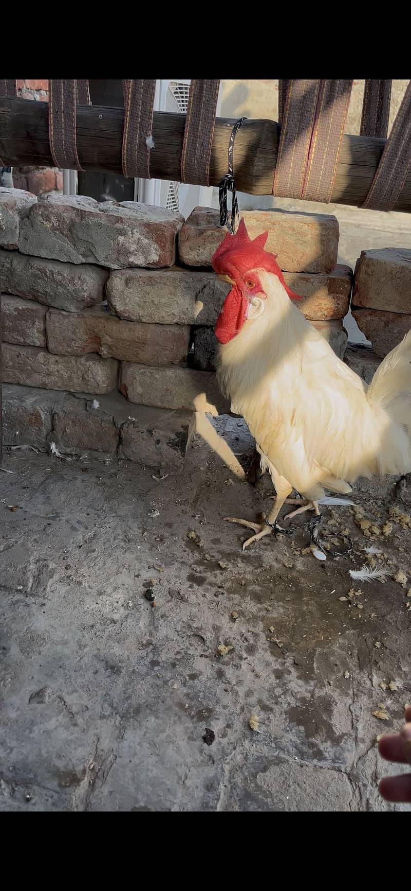 Desi Hen 5