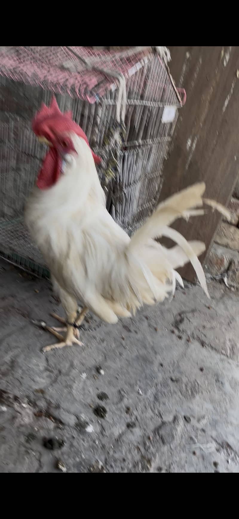 Desi Hen 6