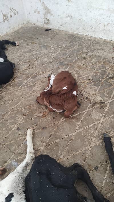 cattle farm