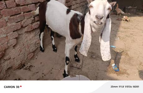 2 Sindhi Bakria, with baby bakri and baby bakra