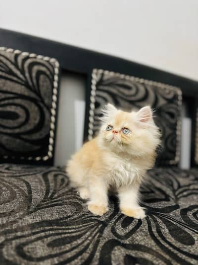 Persian peki face male kitten
