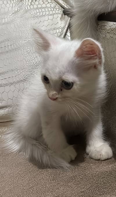 Persian male kitten