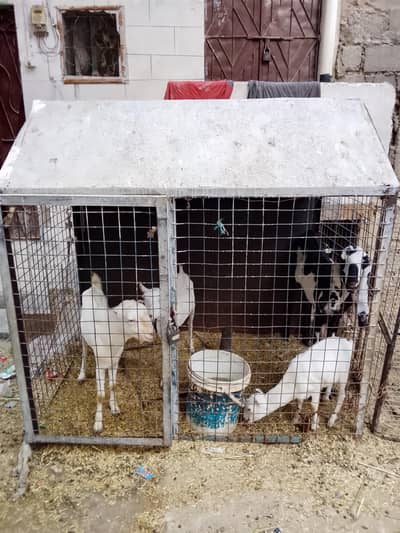 Cage for sale