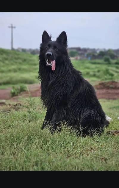 german shepherd male for stud