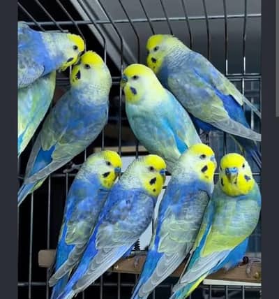 Rainbow budgie Australian required