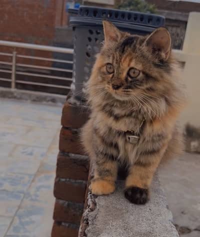 Triple corted persian kitten