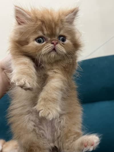 Kittens for sale bi color price 22k ginger price 35k