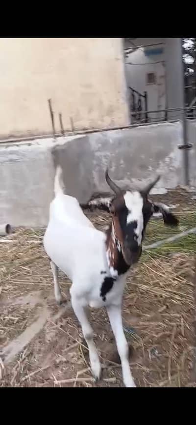 Pat bakri