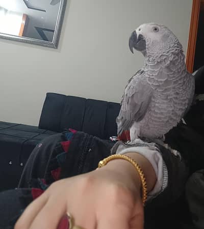 hand team gray parrot