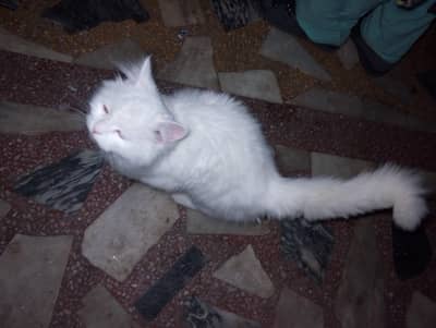 home cat od eye