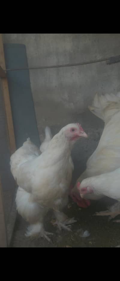 white buff available   |     white buff females