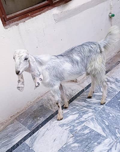 Male 4 month