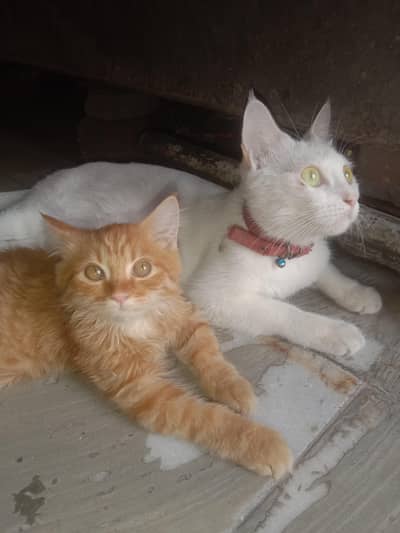 kitten golden colour