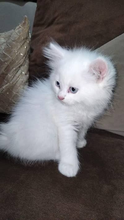 Persian kitten for sale