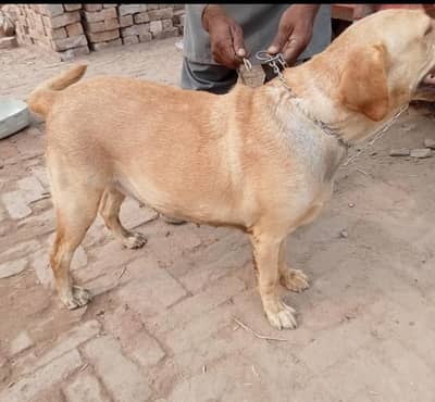 Pure Labrador
