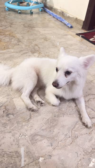 Small spitz-type companion dog.