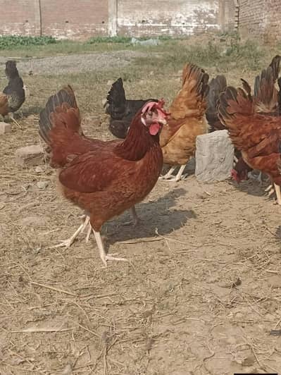 Egg laying Egg Starter Hens Desi Misri Ando wali murgiya dastiyab ha